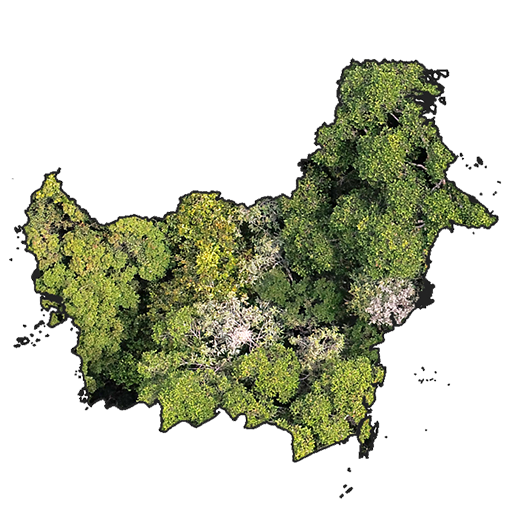 Overlay Kalimantan Forest