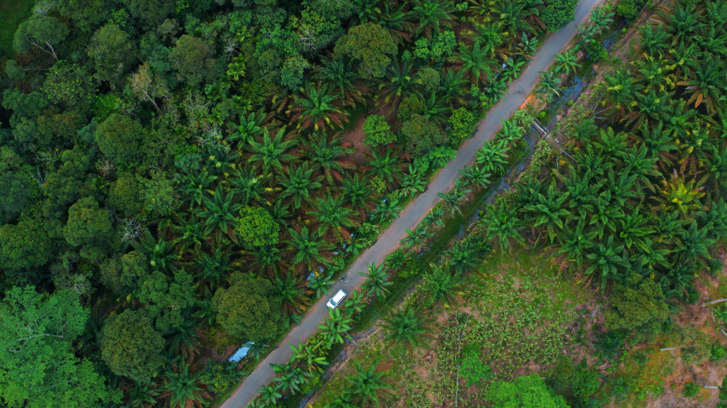 fpic-upaya-bersama-mencegah-konflik-kelapa-sawit-siar