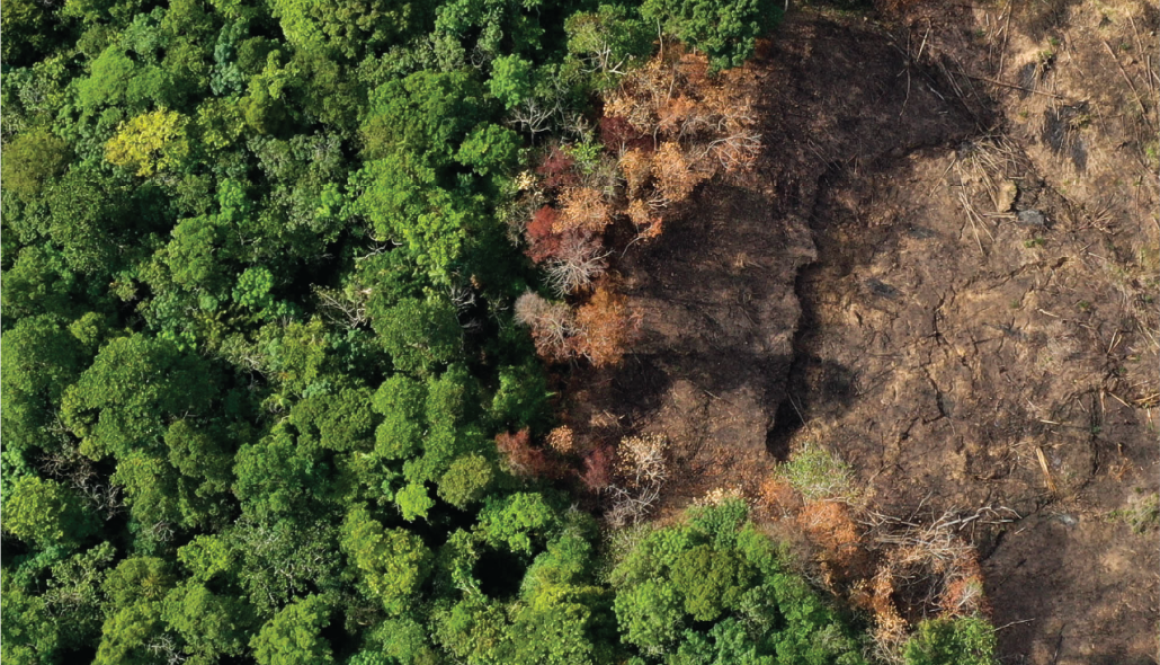 22 Tahun Perubahan Tutupan Hutan Kalimantan Barat