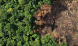 22 Tahun Perubahan Tutupan Hutan Kalimantan Barat