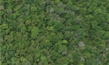 Faktor Penyebab Perubahan Angka Tutupan Hutan di Kalbar